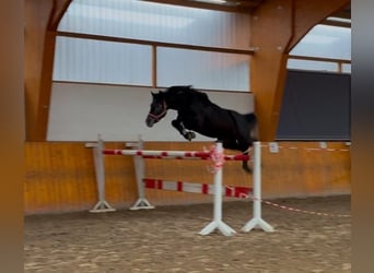 Hanoverian, Stallion, 4 years, 16 hh, Grey