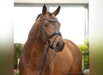 Hanoverian, Stallion, 4 years, 16,1 hh, Brown