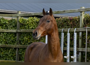 Hanoverian, Stallion, 4 years, 16,1 hh, Brown