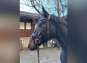 Hanoverian, Stallion, 4 years, 16,2 hh, Bay-Dark