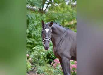Hanoverian, Stallion, 4 years, 16,2 hh, Black