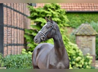 Hanoverian, Stallion, 4 years, 16,2 hh, Black