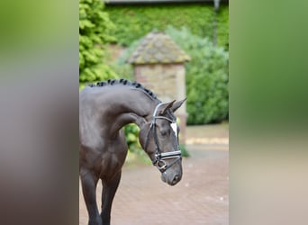 Hanoverian, Stallion, 4 years, 16,2 hh, Black