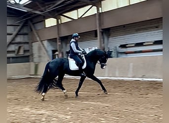 Hanoverian, Stallion, 4 years, 17 hh, Black