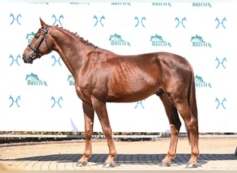 Hanoverian, Stallion, 4 years, 17 hh, Chestnut