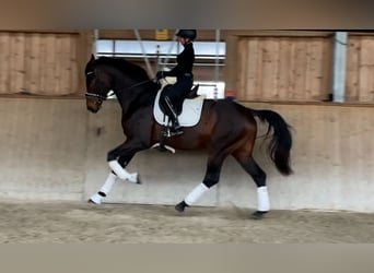 Hanoverian, Stallion, 4 years, 17,1 hh, Bay-Dark