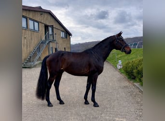 Hanoverian, Stallion, 4 years, 17,1 hh, Bay-Dark