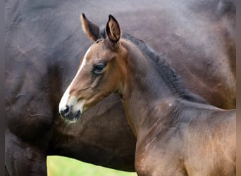 Hanoverian, Stallion, 4 years, 18 hh, Bay-Dark