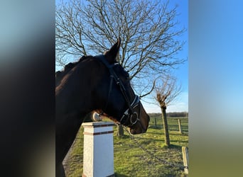 Hanoverian, Stallion, 4 years, 18 hh, Bay-Dark