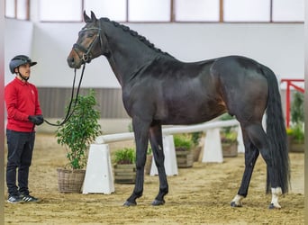 Hanoverian, Stallion, 4 years, Brown