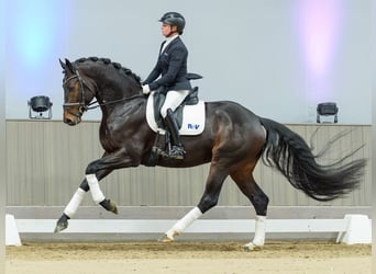 Hanoverian, Stallion, 4 years, Brown