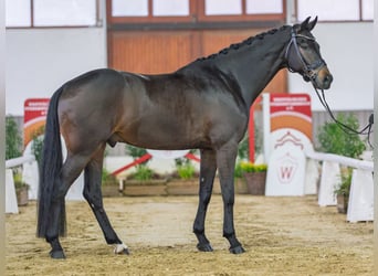 Hanoverian, Stallion, 4 years, Brown