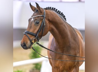 Hanoverian, Stallion, 4 years, Chestnut