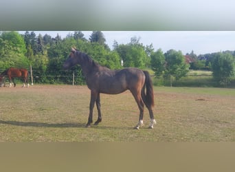 Hanoverian Mix, Stallion, 4 years