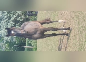 Hanoverian Mix, Stallion, 4 years