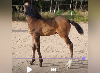 Hanoverian Mix, Stallion, 4 years