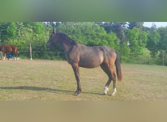 Hanoverian Mix, Stallion, 4 years