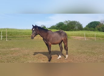 Hanoverian Mix, Stallion, 4 years