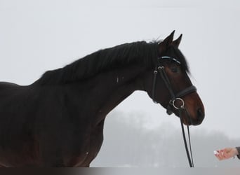 Hanoverian, Stallion, 5 years, 15,3 hh, Bay-Dark