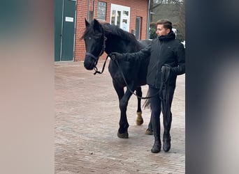 Hanoverian, Stallion, 5 years, 16.1 hh, Black