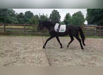 Hanoverian, Stallion, 5 years, 16.1 hh, Black