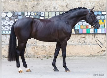 Hanoverian, Stallion, 5 years, 16.1 hh, Black
