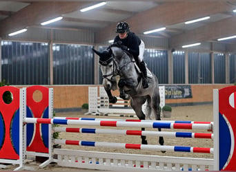 Hanoverian, Stallion, 5 years, 16,1 hh, Gray