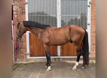 Hanoverian, Stallion, 5 years, 16.2 hh, Brown-Light