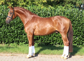 Hanoverian, Stallion, 5 years, 16.2 hh, Chestnut-Red