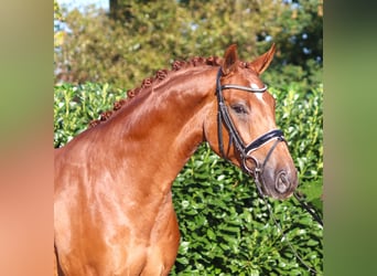Hanoverian, Stallion, 5 years, 16.2 hh, Chestnut-Red
