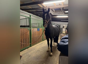 Hanoverian, Stallion, 5 years, 16 hh, Bay-Dark