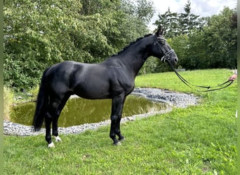 Hanoverian, Stallion, 5 years, 16 hh, Black