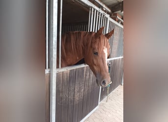 Hanoverian, Stallion, 5 years, 16 hh, Chestnut-Red
