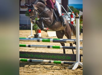 Hanoverian, Stallion, 5 years, 16 hh, Grey-Dapple