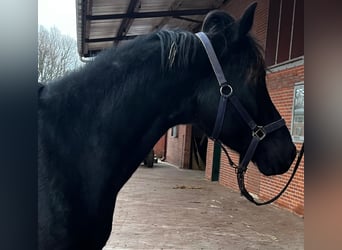 Hanoverian, Stallion, 5 years, 16,1 hh, Black