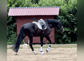 Hanoverian, Stallion, 5 years, Black