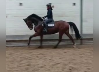 Hanoverian, Stallion, 5 years