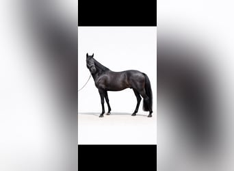 Hanoverian, Stallion, 6 years, 16.1 hh, Black