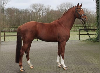 Hanoverian, Stallion, 6 years, 16.1 hh, Chestnut-Red