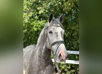 Hanoverian, Stallion, 6 years, 16.1 hh, Gray