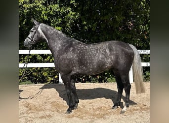 Hanoverian, Stallion, 6 years, 16.1 hh, Gray