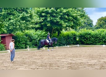 Hanoverian, Stallion, 6 years, 17 hh, Chestnut