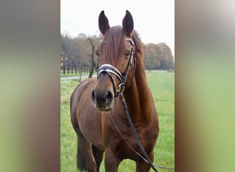 Hanoverian, Stallion, 7 years, 16.2 hh, Chestnut