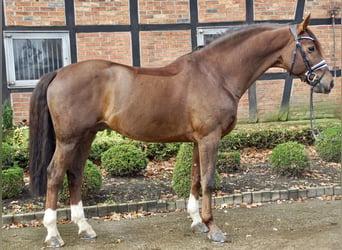 Hanoverian, Stallion, 7 years, 16.2 hh, Chestnut