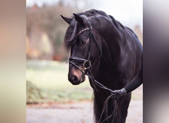 Hanoverian, Stallion, 7 years, 16.3 hh, Black