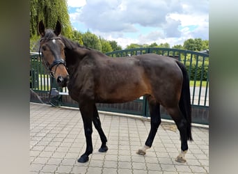 Hanoverian, Stallion, 7 years, 17.2 hh, Bay-Dark