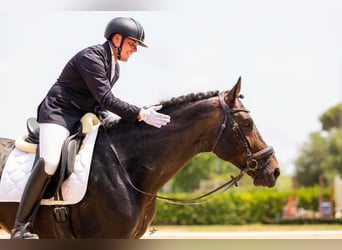 Hanoverian, Stallion, 7 years, 17 hh, Brown