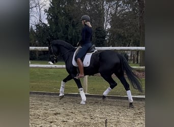 Hanoverian, Stallion, 9 years, 16,2 hh, Black