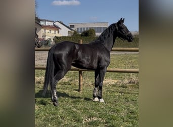 Hanoverian, Stallion, 9 years, 16,2 hh, Black