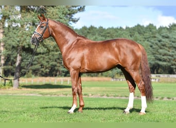Hanoverian, Stallion, 9 years, 16.2 hh, Chestnut-Red